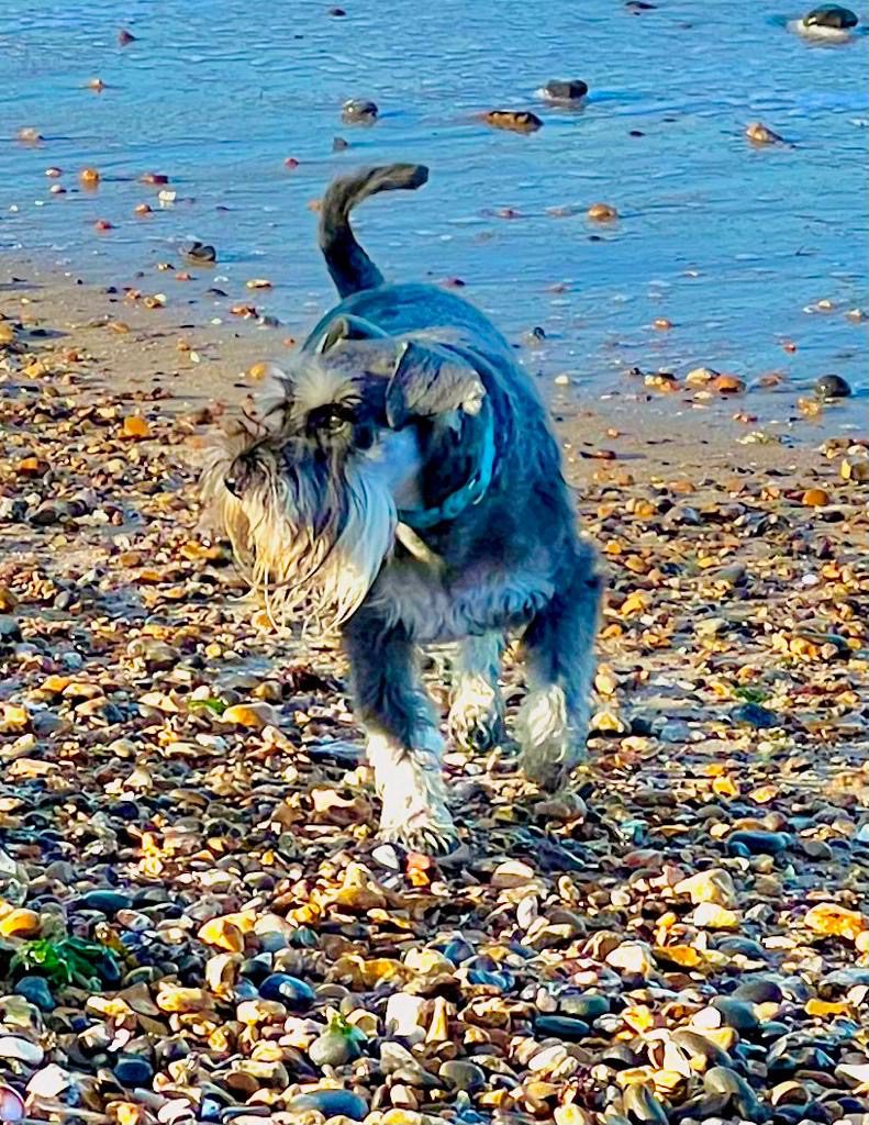 Dog on beach in Kent